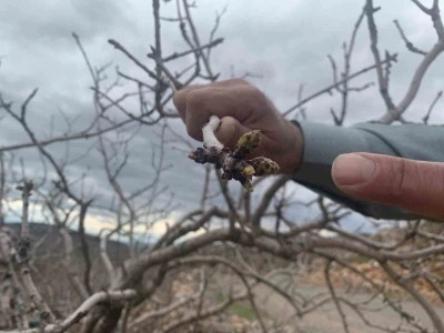 Kar ve yağmur bereketi: Antep fıstığında kuraklık endişesi ge&ccedil;ti