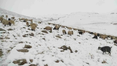 Kar yağdı, koyun sürüsü yaylada kaldı
