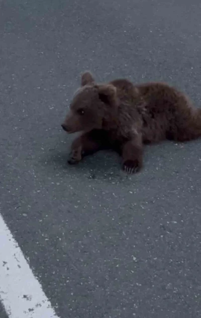 Kara yolundaki yaralı yavru ayı DKMP’ya teslim edildi
