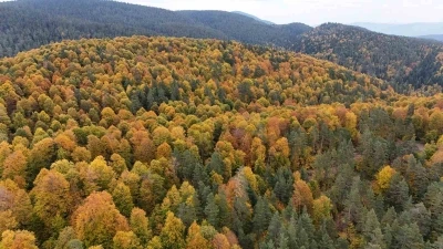 Karabük ormanlarındaki sonbahar renkleri mest ediyor
