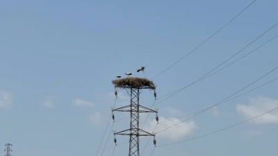 Karabük’te leylek sürüsü ve yuvaları dronla görüntülendi
