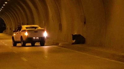 Karab&uuml;k&rsquo;te otomobilin &ccedil;arptığı yaralı ayı t&uuml;neli birbirine kattı

