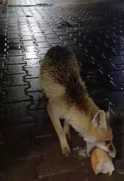 Karabük’te tır sürücüsü tilkiyi ekmekle besledi
