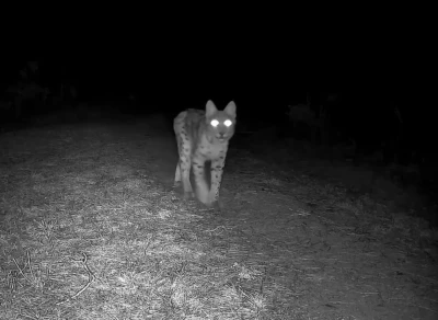 Karab&uuml;k&rsquo;te vaşak fotokapanla g&ouml;r&uuml;nt&uuml;lendi
