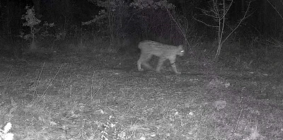 Karabük’te vaşak ve yavrusu ile kurt, fotokapana yansıdı
