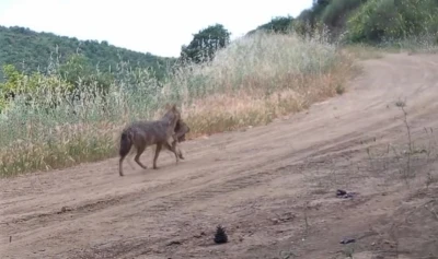 Karaca, kurt, porsuk ne ararsan var... Ağzında karaca taşırken g&ouml;r&uuml;nt&uuml;lendi
