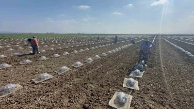 Karacabey Ovası&rsquo;nda turfanda karpuz ekimi başladı
