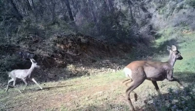 Karacalar kamerada
