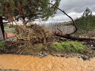 Karacasu&rsquo;da aşırı yağışlar sonrası toprak kaydı, ağa&ccedil;lar devrildi
