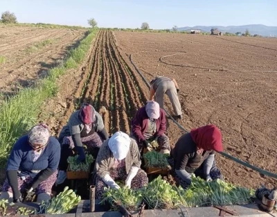 Karacasu&rsquo;da &ccedil;ift&ccedil;ilerin t&uuml;t&uuml;n mesaisi başladı
