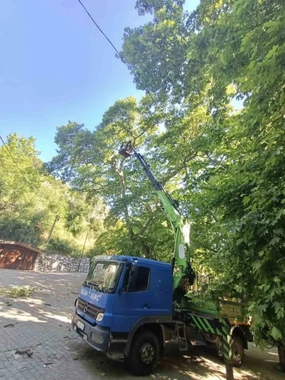 Karacasu&rsquo;daki anıt ağa&ccedil;lar yaz d&ouml;nemine hazırlandı
