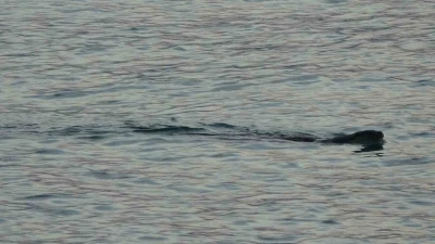 Karadeniz’de sık görülmeleri vatandaşları tedirgin etmişti, uzmanı konuştu
