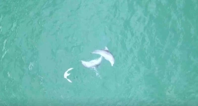 Karadeniz’de yunusların dansı dron kamerasına takıldı
