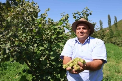 Karadeniz değil Adana: Torosların eteğinde fındık hasadı
