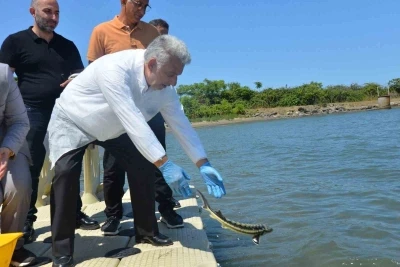 Karadeniz’e kalkan ve mersin balığı bıraktılar
