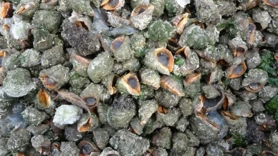 Karadeniz için en büyük iki tehdit: &quot;Deniz salyangozu ve taraklı medüz&quot;
