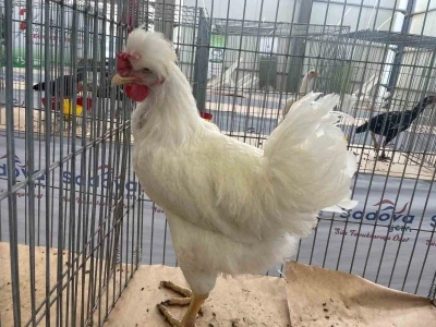 Karadeniz’in &quot;Gugulli&quot;si Balıkesir’de ilgi odağı oldu
