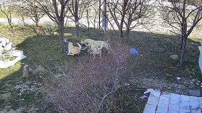 Karaman&rsquo;da başıboş k&ouml;peklerin kediyi &ouml;ld&uuml;rd&uuml;ğ&uuml; anlar kameraya yansıdı
