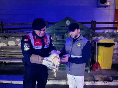 Karaman&rsquo;da kızıl şahin koruma altına alındı
