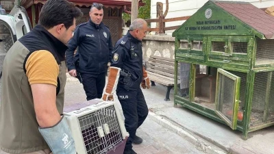 Karaman’da yaralı doğan koruma altına alındı
