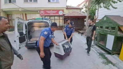 Karaman’da yaralı leylek koruma altına alındı
