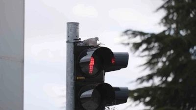 Karaman&rsquo;ın en işlek kavşağındaki trafik lambasına yuva yapan kumru g&ouml;renleri şaşırtıyor
