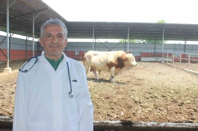 Karanfil "Kesime 6 saat kala yem vermeyin"
