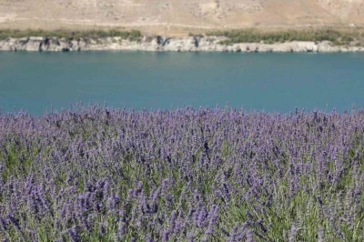 Karapınar&rsquo;da Acıg&ouml;l ve lavanta bah&ccedil;esi uğrak noktası oldu
