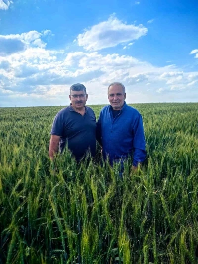 Karapınar&rsquo;da arpa ve buğday tarlalarında yatma problemi
