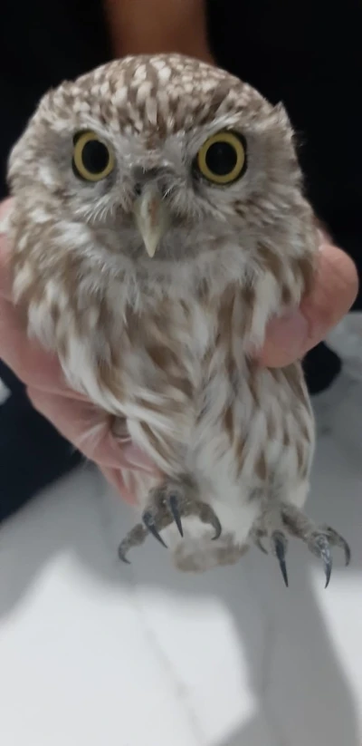 Karapınar’da bulunan yaralı baykuş koruma altına alındı
