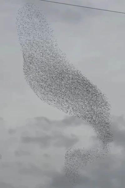 Karapınar’da sığırcık kuşları görsel şölen oluşturdu
