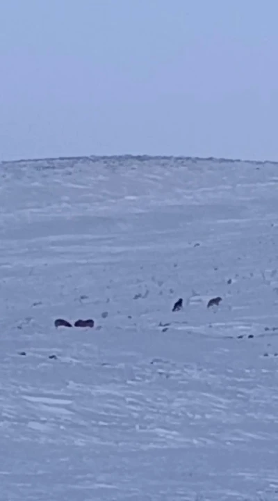 Karayazı&rsquo;da g&uuml;nd&uuml;z vakti kurt saldırısı: Yavru k&ouml;pek telef oldu
