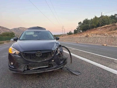 Karayoluna çıkan sürüye otomobil çarptı