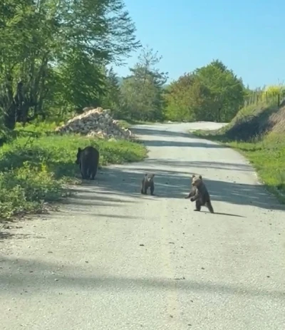 Kardeşlerin anne ayı ve yavruları ile sohbeti g&uuml;l&uuml;msetti
