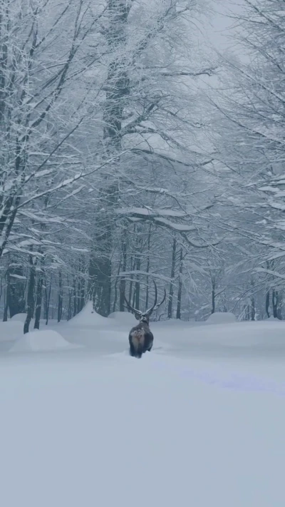 Karla kaplı Kartepe&rsquo;de kızıl geyik g&uuml;zelliği
