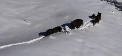 Karlı arazide ilerleyen domuz s&uuml;r&uuml;s&uuml; havadan g&ouml;r&uuml;nt&uuml;lendi
