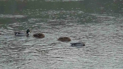 Kars Çayı, yeşilbaş ördeklere ev sahipliği yapıyor
