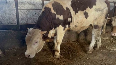 Kars&rsquo;ta 600 kiloluk boğa, alıcı &ccedil;ıkmazsa İstanbul yolcusu
