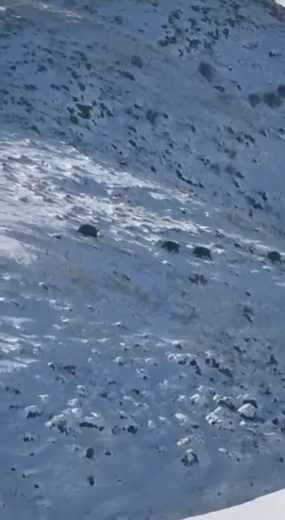 Kars&rsquo;ta a&ccedil; kalan yaban domuzları yerleşim yerlerine indi
