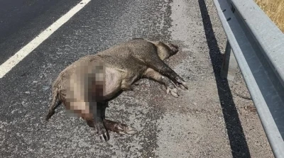 Kars’ta aracın çarptığı domuz telef oldu
