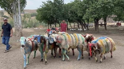 Kars’ta asırlık &quot;koç katım&quot; geleneği renkli görüntülere sahne oldu

