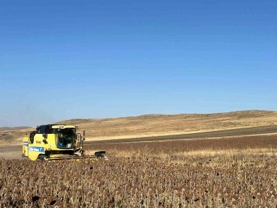 Kars’ta Ayçiçeği hasadı başladı
