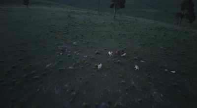 Kars&rsquo;ta boz ayı ile k&ouml;peklerin kovalamacası dron kamerasına yansıdı
