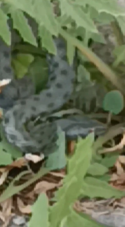 Kars’ta caddede görülen yeşil yılan korkuttu
