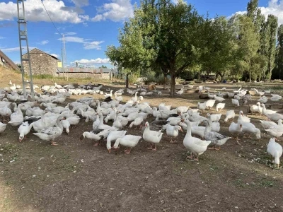 Kars’ta kazlar kesime hazırlanıyor: Sofralık lezzet için geri sayım başladı
