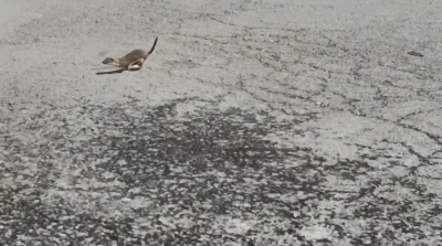 Kars’ta koruma altındaki gelincik caddede görüntülendi
