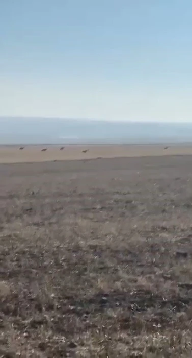 Kars’ta köye inen kurt sürüsü kamerada
