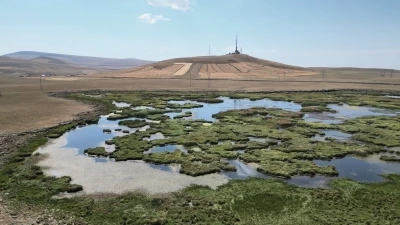 Kars’ta kuraklığın vurduğu Çalı Gölü’nü kuşlar terk etti
