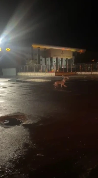 Kars’ta kurtlar şehir merkezine indi
