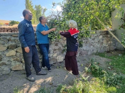 Kars’ta meyve ağaçları aşılanıyor
